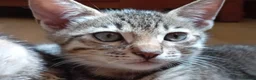 Bengal cats for sale: Bengal Kittens: Princess, Hunter & Friend - Advert 27