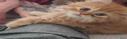 Persian cats for sale: Full pedigree persian Chinchilla  - Advert 4