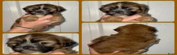 Malshi dogs for sale: 🐶💕 GORGEOUS MALSHI PUPPIES 💕🐶 - Advert 4
