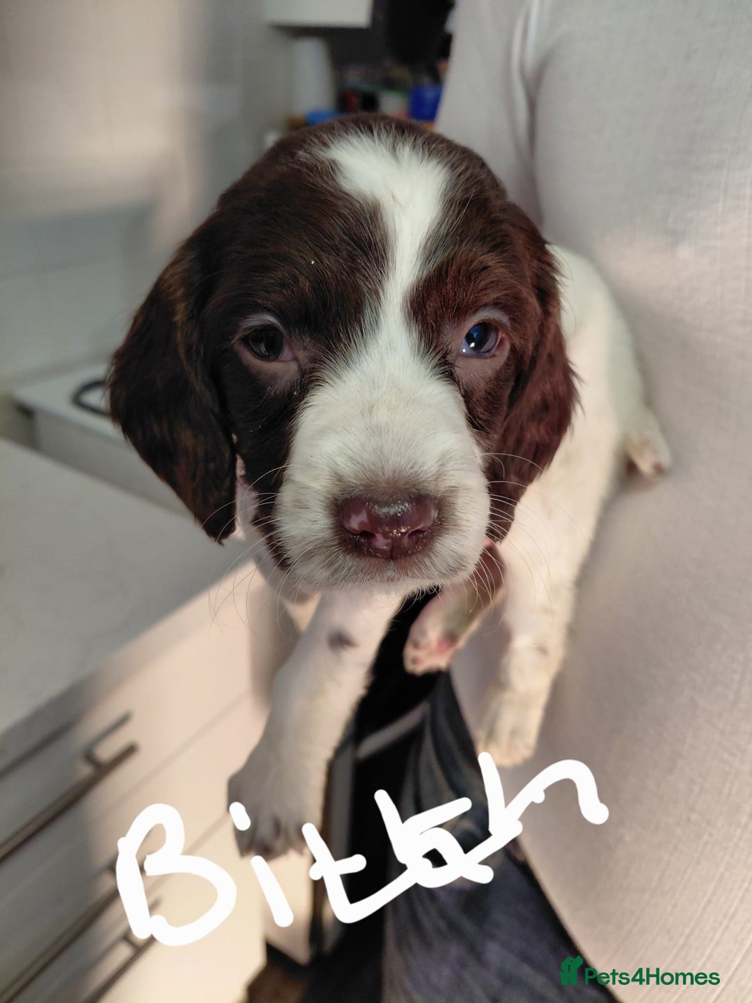 Cocker Spaniel dogs for sale: 3 little babies looking for forever homes  - Advert 4