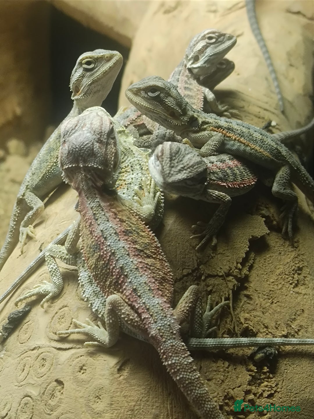 Bearded Dragon reptiles for sale: Baby bearded dragons £50 - Image 7