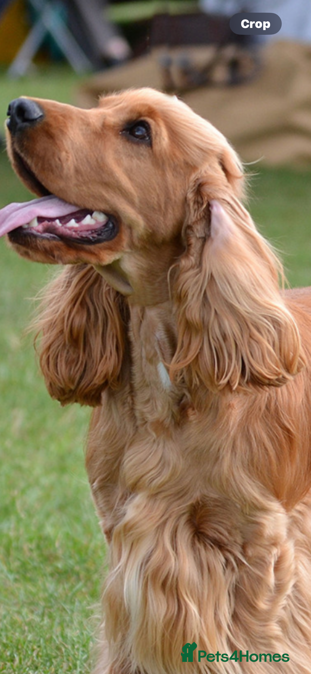 Cocker Spaniel dogs for sale: Show cocker spaniel  - Image 2