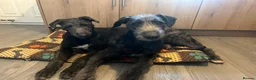 Deerhound dogs for sale: Female deerhound - Advert 4