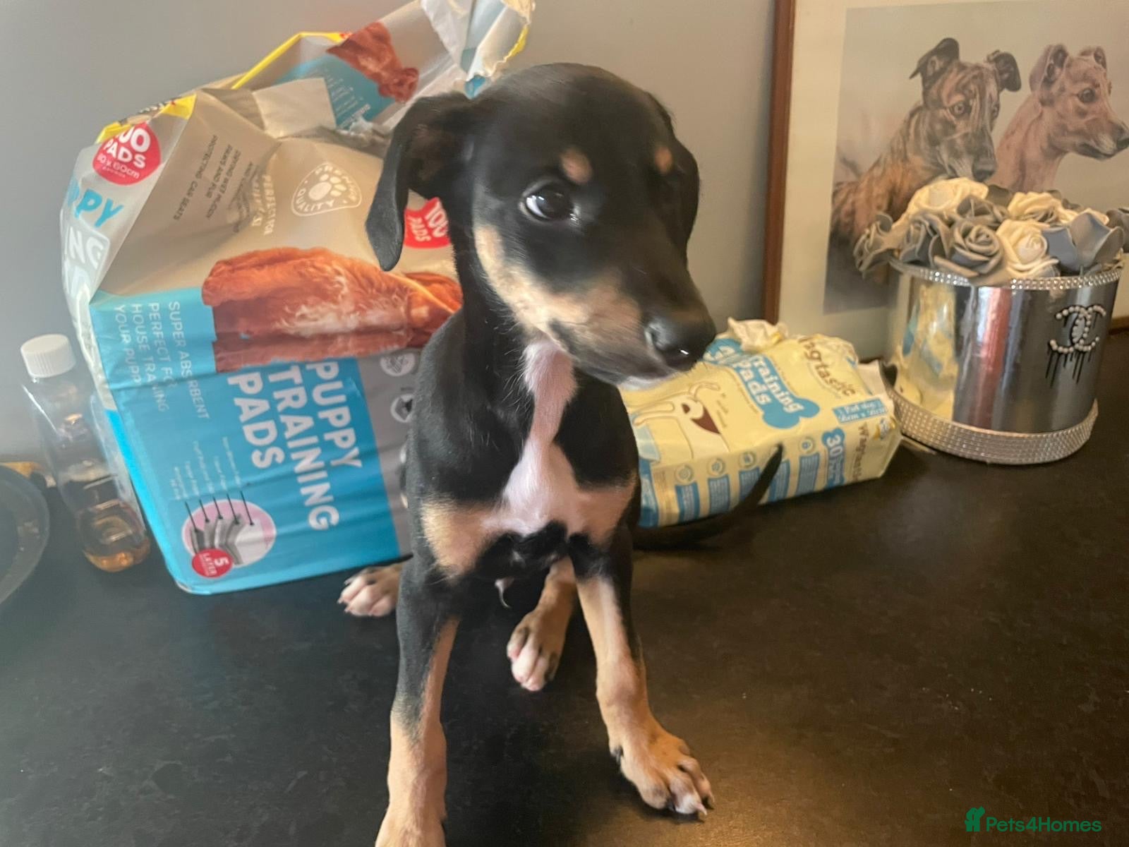 Lurcher dogs Saluki collie whippet bull greyhound - Advert 2