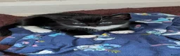 Mixed Breed cats for sale: Male kitten - Advert 3