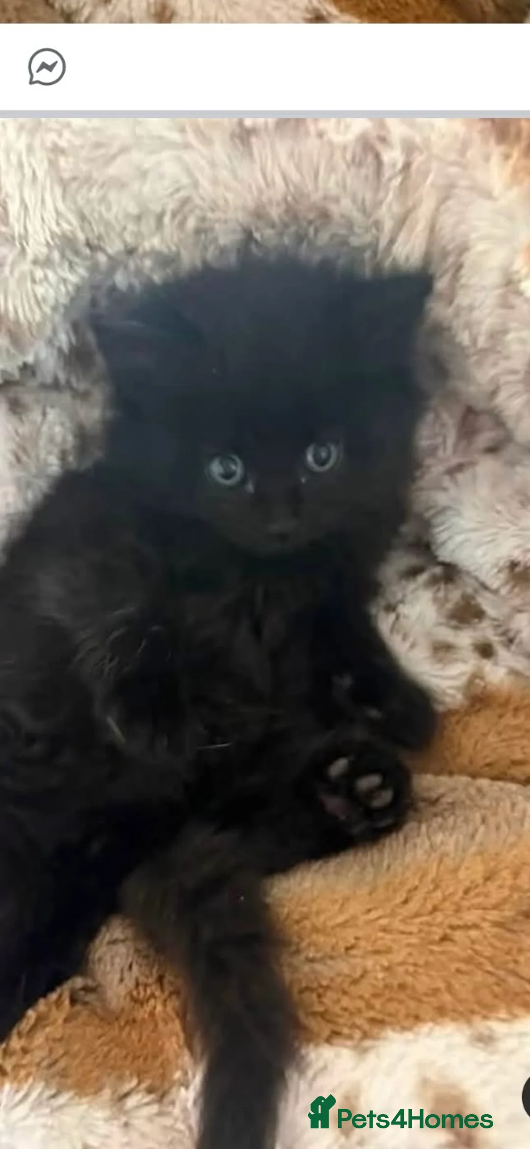 Mixed Breed cats for sale: 7 Beautiful Boy Kittens — Ready Now ✅ £20 each - Advert 2