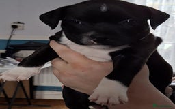 Staffordshire Bull Terrier dogs for sale: Staffordshire Bull Terrier Puppies - Image 18