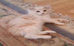 Siberian cats for sale: Three Beautiful Blond Siberian Kittens - Image 16