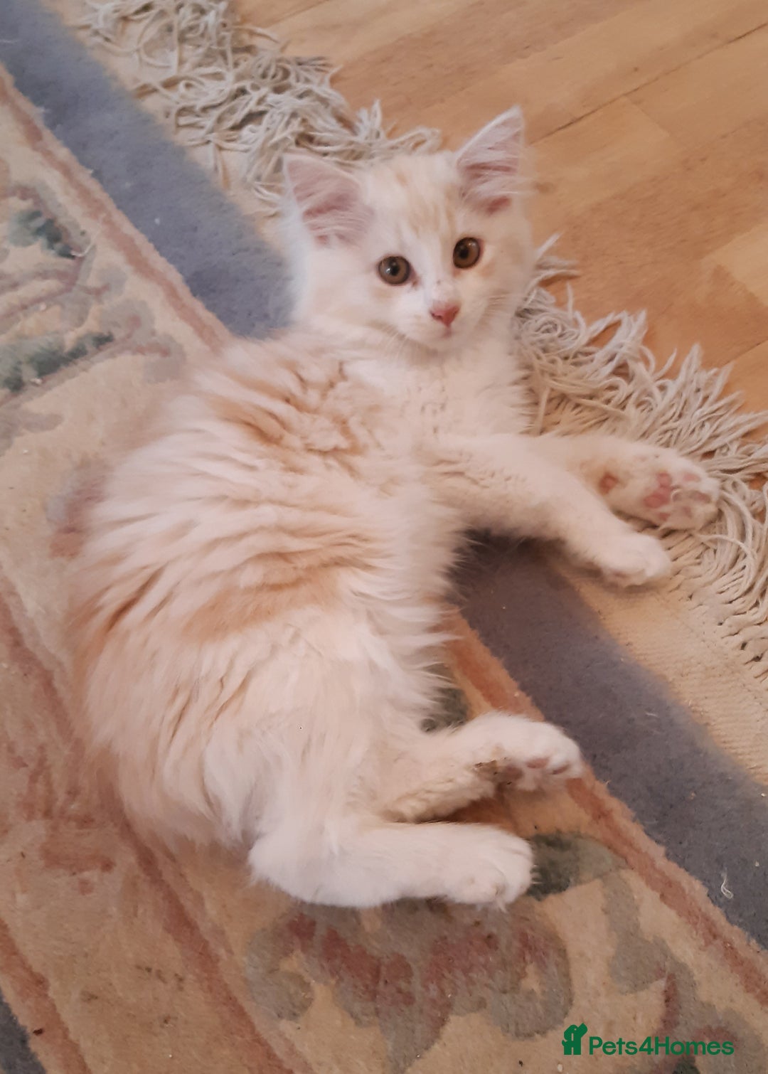Siberian cats for sale: Three Beautiful Blond Siberian Kittens - Image 16
