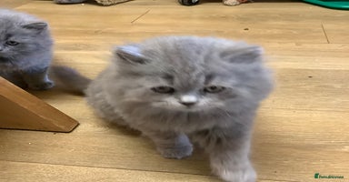 British Longhair cats - Advert 13