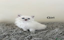 Ragdoll cats for sale: Ragdoll kittens  - Image 6