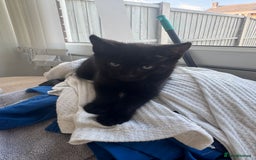 Mixed Breed cats for sale: Black kitten - Image 2