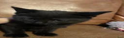 Mixed Breed cats for sale: Russian grey/black mix breed  - Advert 10