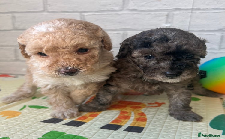 Toy Poodle dogs Adorable Toy Poodle Puppies  - Advert 4