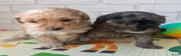Toy Poodle dogs for sale: Adorable Toy Poodle Puppies READY TO GO! - Advert 10