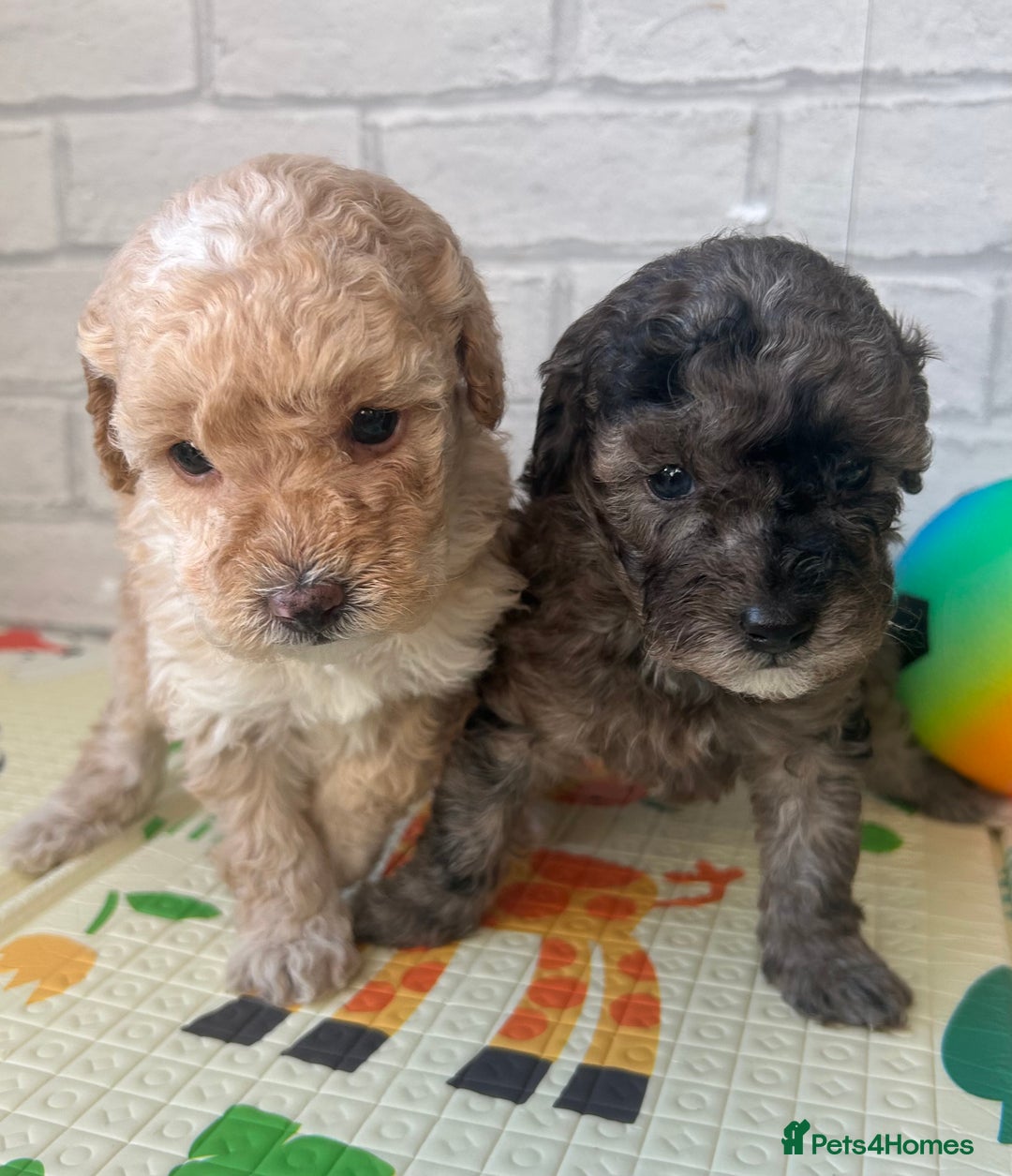 Toy Poodle dogs for sale: Adorable Toy Poodle Puppies READY TO GO! - Advert 10