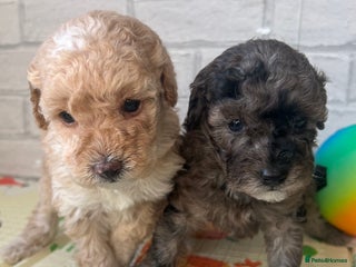 Toy Poodle dogs Adorable Toy Poodle Puppies - Advert 18