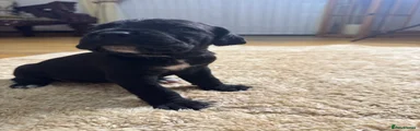 Cane Corso Puppy 3