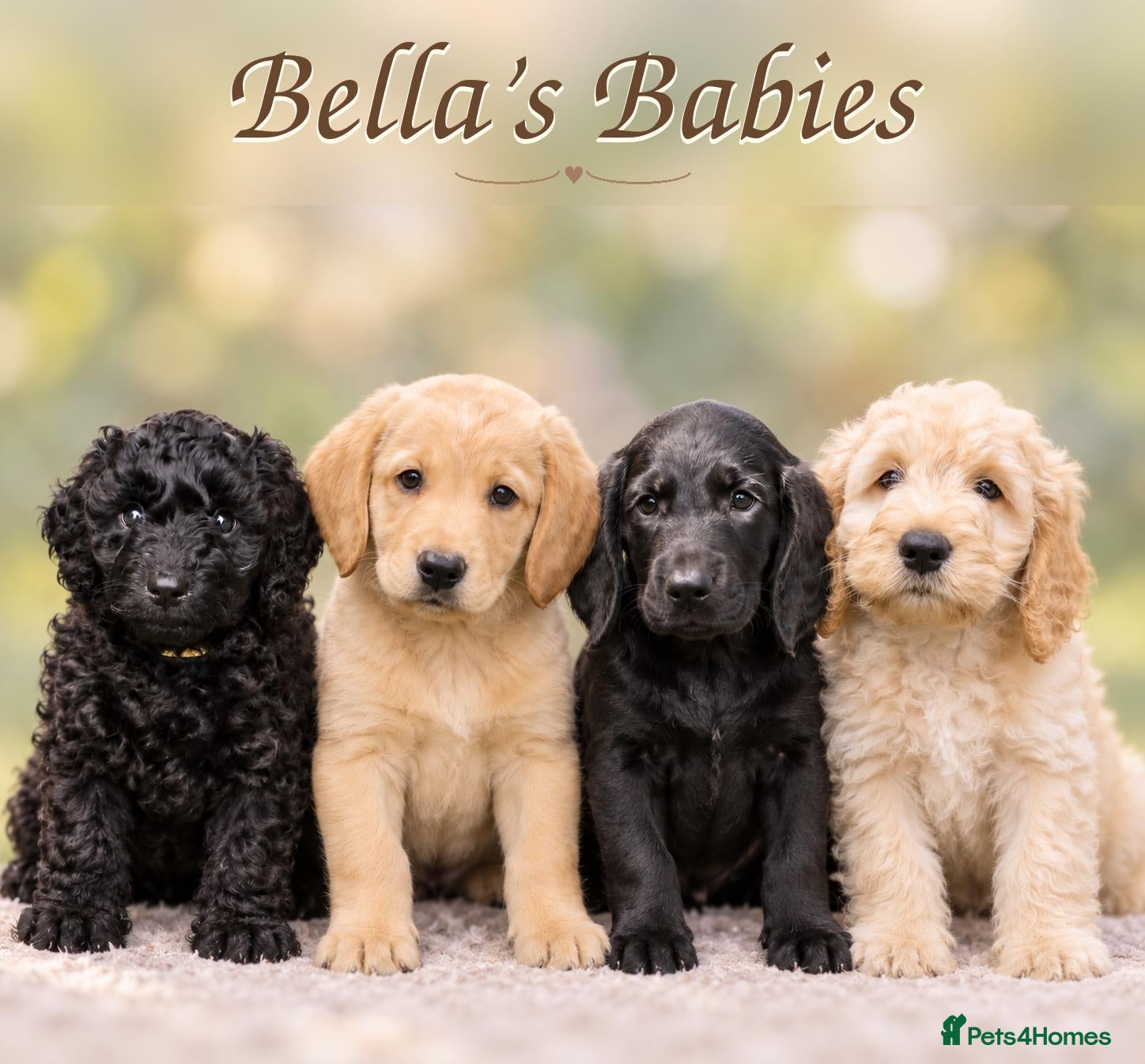 Labradoodle dogs 🐾 Multigen Labradoodle Puppy Family Raised  - Advert 9