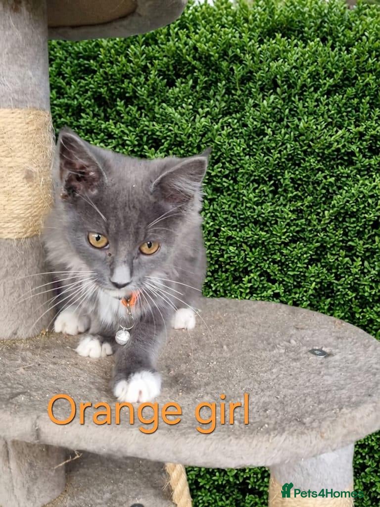 Maine Coon cats READY NOW... GCCF Main Coon kittens - Advert 2