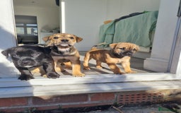 Mixed Breed dogs for sale: 2 Beautiful girl puppies  - Image 2