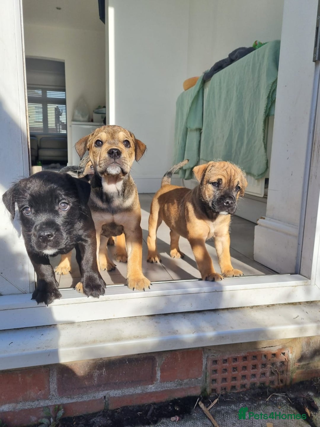 Mixed Breed dogs for sale: 2 Beautiful girl puppies  - Image 2