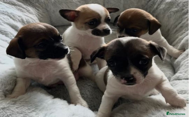 Chihuahua dogs - Advert 1