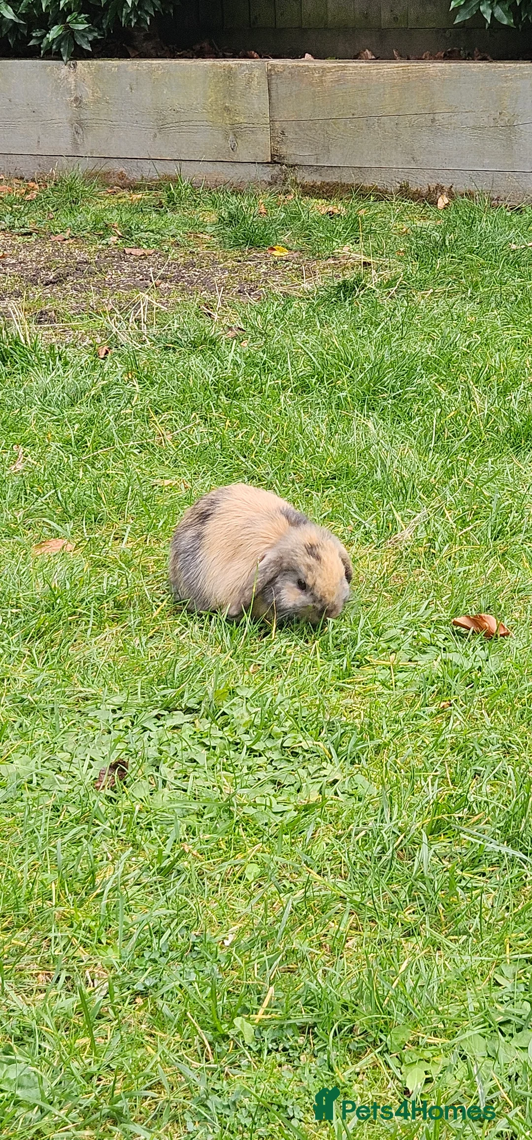 Mini Lop rabbits for sale: Pedigree mini lop fully vaccinated rabbit - Advert 3