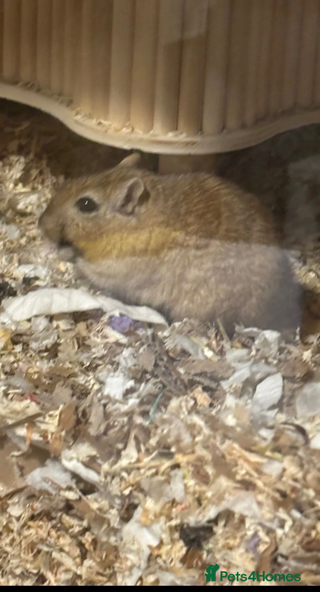 Gerbil rodents for sale: 2 male Mongolian gerbils with full ethical set up  in Shaftesbury - Advert 2