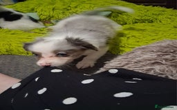 Mixed Breed dogs for sale: Papillon x collie - Image 1