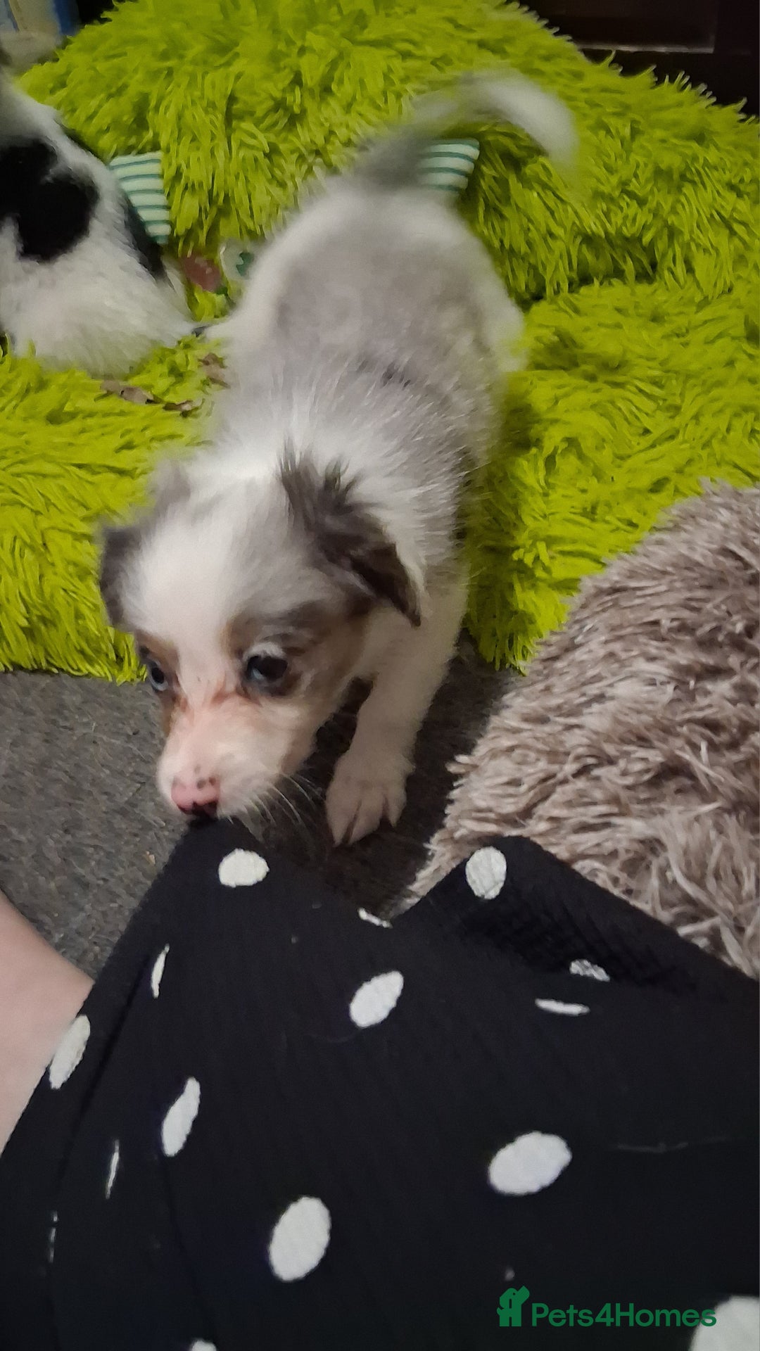 Mixed Breed dogs for sale: Papillon x collie - Image 1