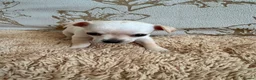 Chihuahua dogs for sale: Chihuahua Puppies  - Advert 4