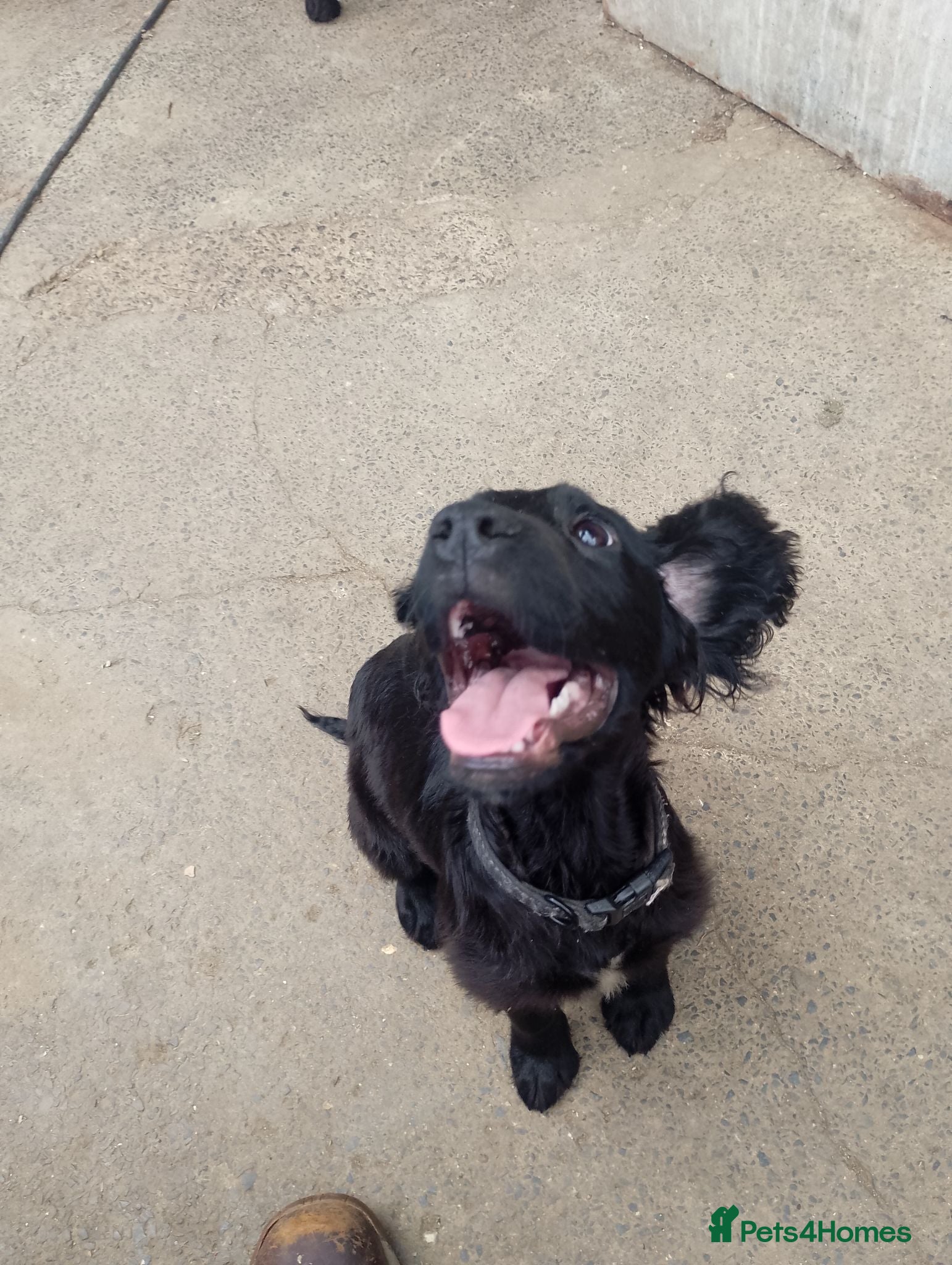 Mixed Breed dogs  cocker, flat coat X mix puppies  - Advert 3