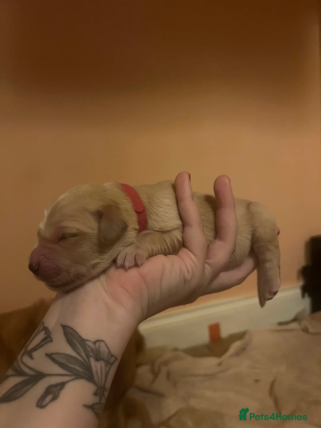 Golden Retriever dogs for sale: LITTLE BUNS - Advert 13