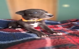 Greyhound dogs for sale: Irish Greyound Puppies  - Image 2