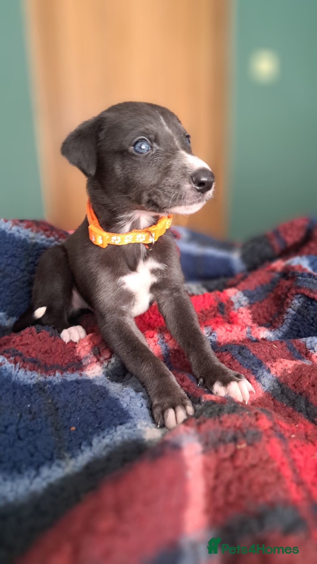 Greyhound dogs for sale: Irish Greyound Puppies  - Image 2