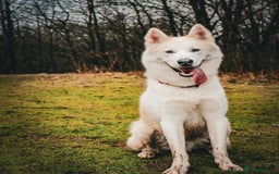 Huskita dogs for sale: Huskita Rehoming - Image 2
