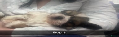 Shih Tzu Puppy 3