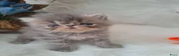 Persian cats for sale: Blue Persian Kittens  - Advert 16