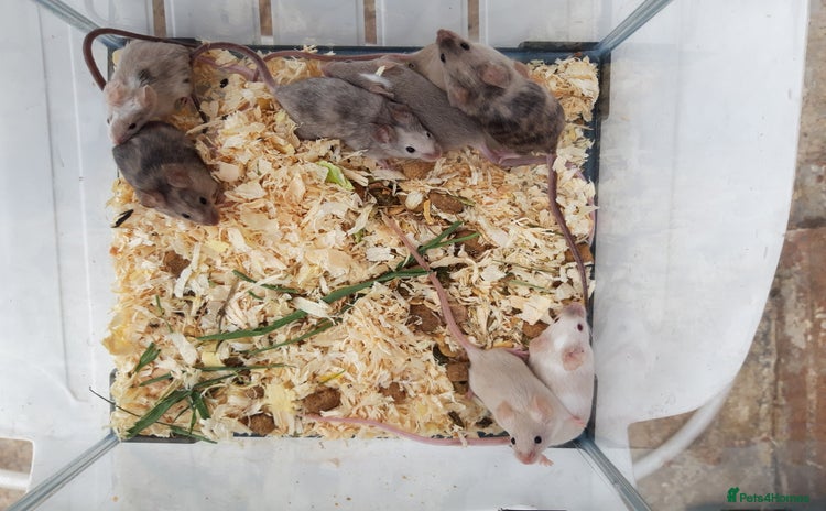 Mouse rodents in Manchester - Advert 10