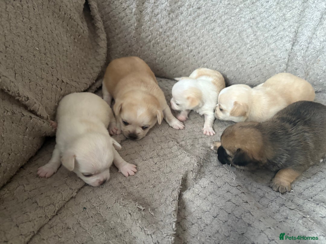 Chug dogs for sale: Chihuahua/chug puppies - Image 10