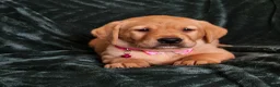 Labrador Retriever dogs for sale: ⭐⭐7 Beautiful Fox Red Labrador Pups Ready Soon!⭐⭐️ - Advert 27