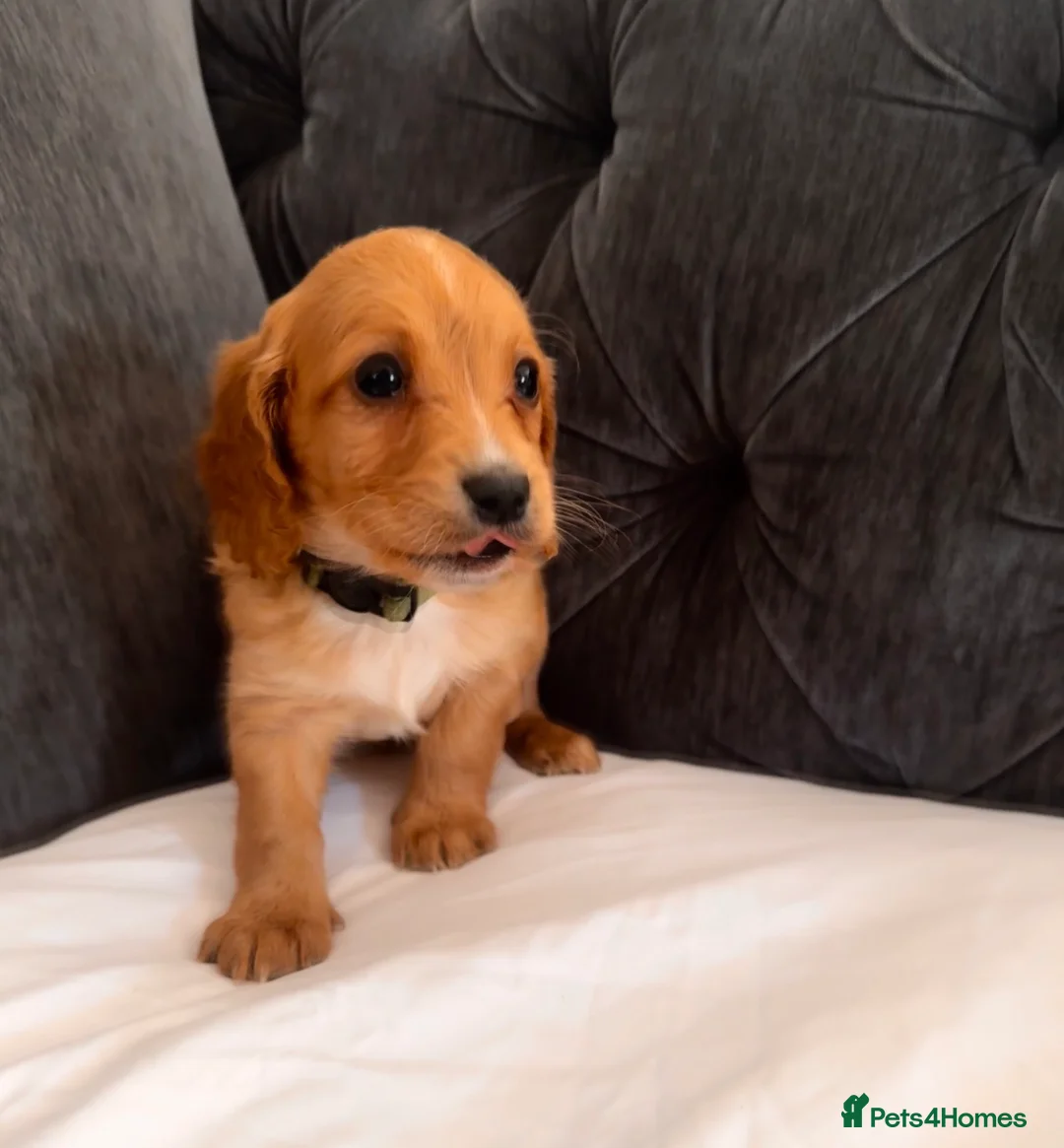 Cockapoo dogs for sale: Cockapoo puppies  in Leatherhead - Advert 2