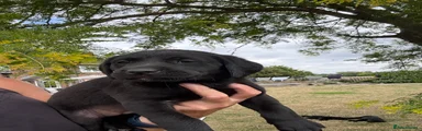 Labrador Retriever 3