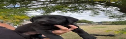 Labrador Retriever dogs for sale: 🖤🧡Fantastic Chucky KC Lab Puppies - Advert 21