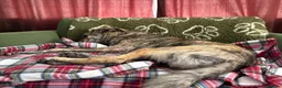 Mixed Breed dogs for sale: Lovely sweet Sam for adoption in Worthing - Advert 7