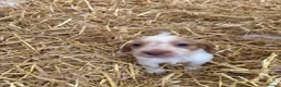 Cocker Spaniel dogs for sale: Cocker spaniel pups  - Advert 4