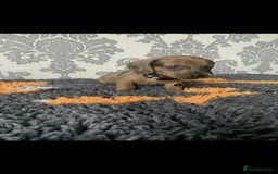 Miniature Dachshund dogs for sale: Kc miniature dachshund  - Image 10