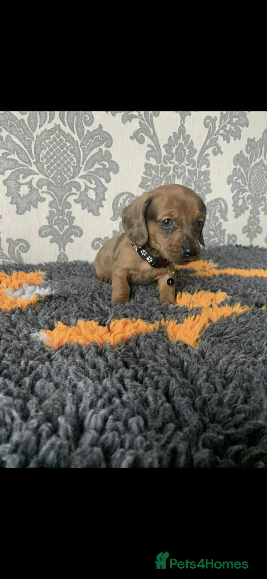 Miniature Dachshund dogs for sale: Kc miniature dachshund  - Image 10