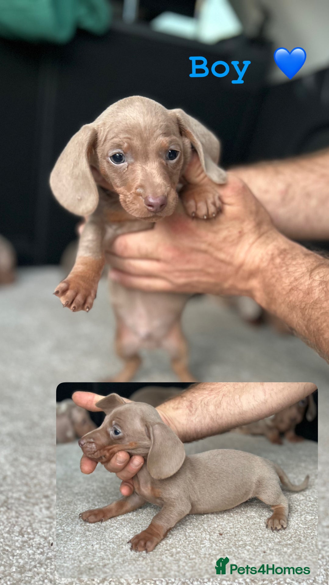 Miniature Dachshund dogs for sale: Rare colour miniature dachshund pups - Image 7